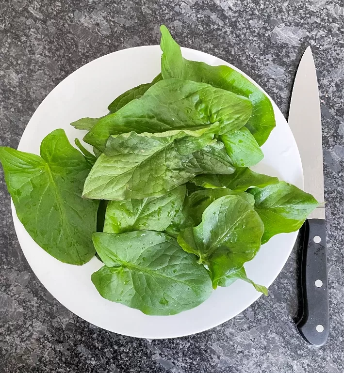 Das ist Aronstab (Arum)