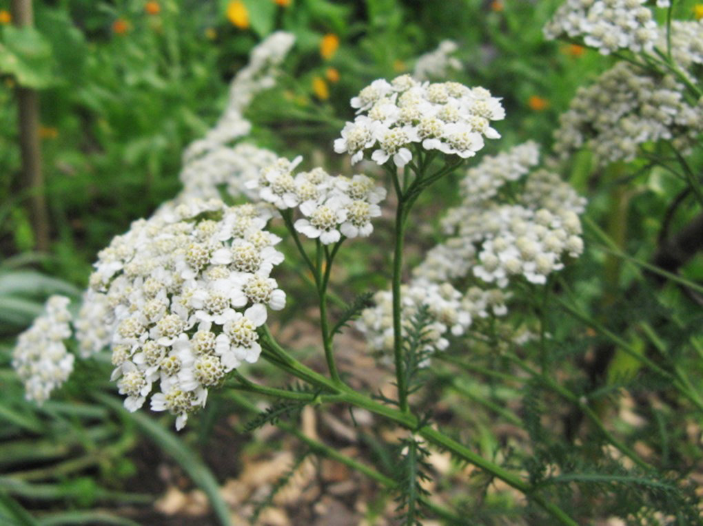 Achillea millefolium