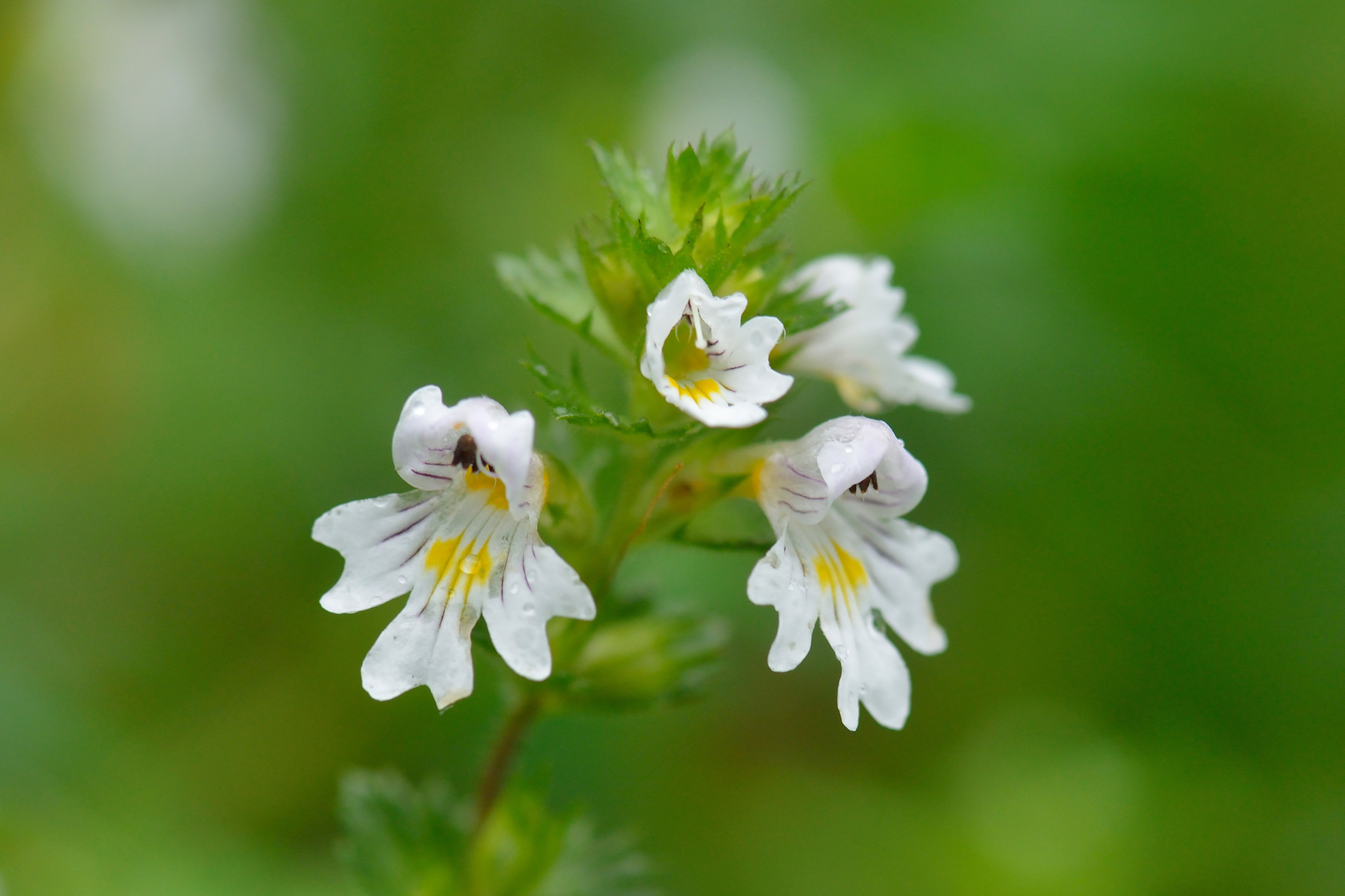 Euphrasia rostkoviana