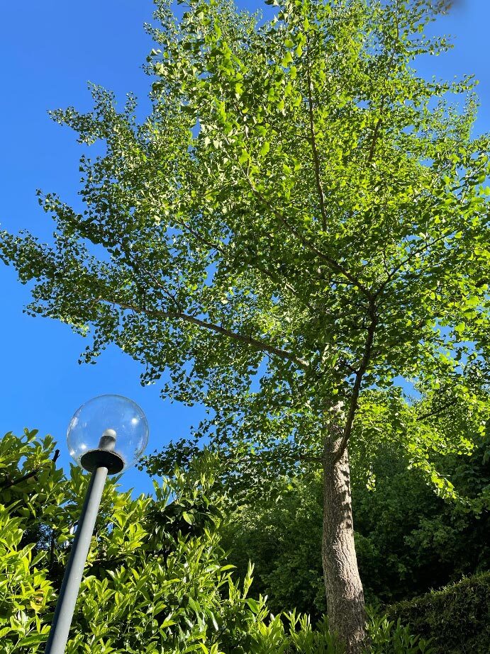 Gingko Baum