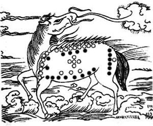 Pferd