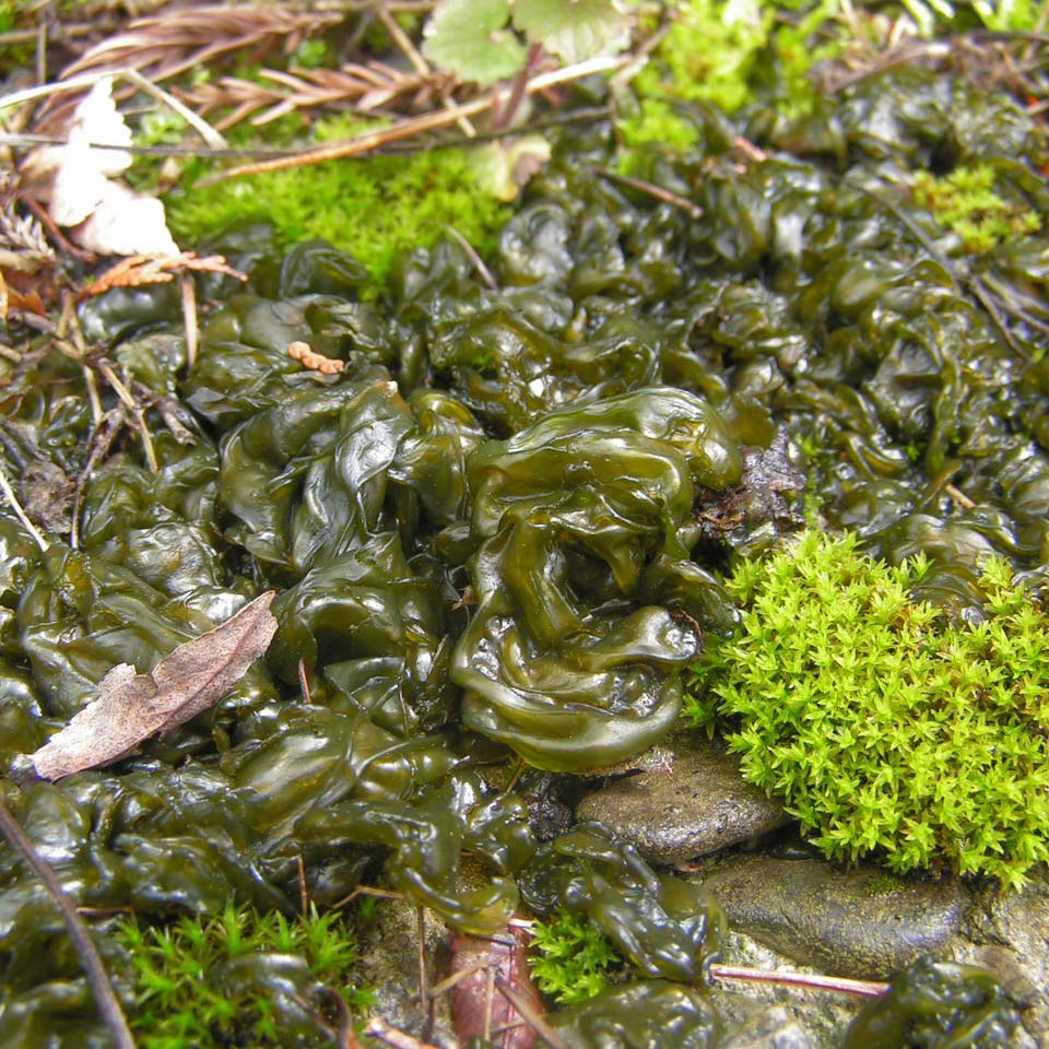 Eine Nostoc-Art aus Wikipedia